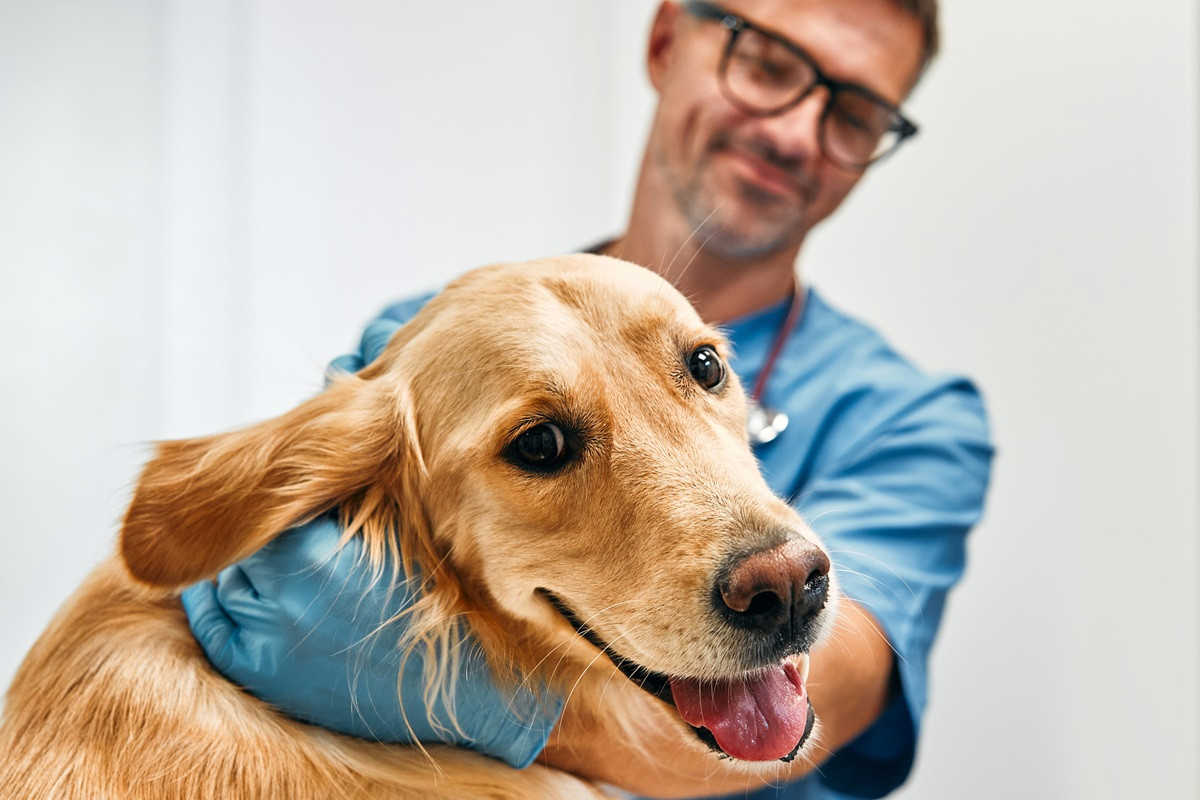 Hond mee naar de baas